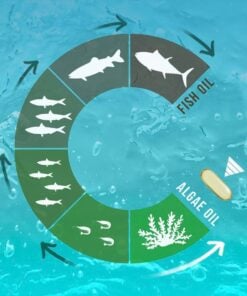 Circular infographic showing the transition from fish oil derived from various fish types and sizes to algae oil derived from algae, with arrows indicating a flow from fish to fish oil, then to algae oil represented by a capsule, set against a blue watery background.