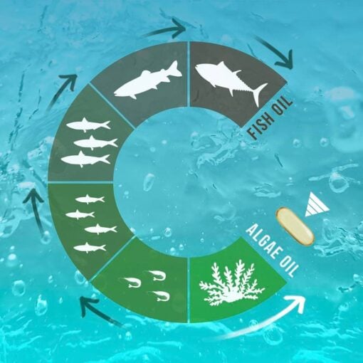 Circular infographic showing the transition from fish oil derived from various fish types and sizes to algae oil derived from algae, with arrows indicating a flow from fish to fish oil, then to algae oil represented by a capsule, set against a blue watery background.