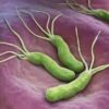 Green bacteria with multiple tail-like flagella on a purple surface representing Helicobacter pylori bacteria